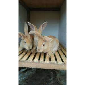 KELINCI MURNI rAS flamish GIANT