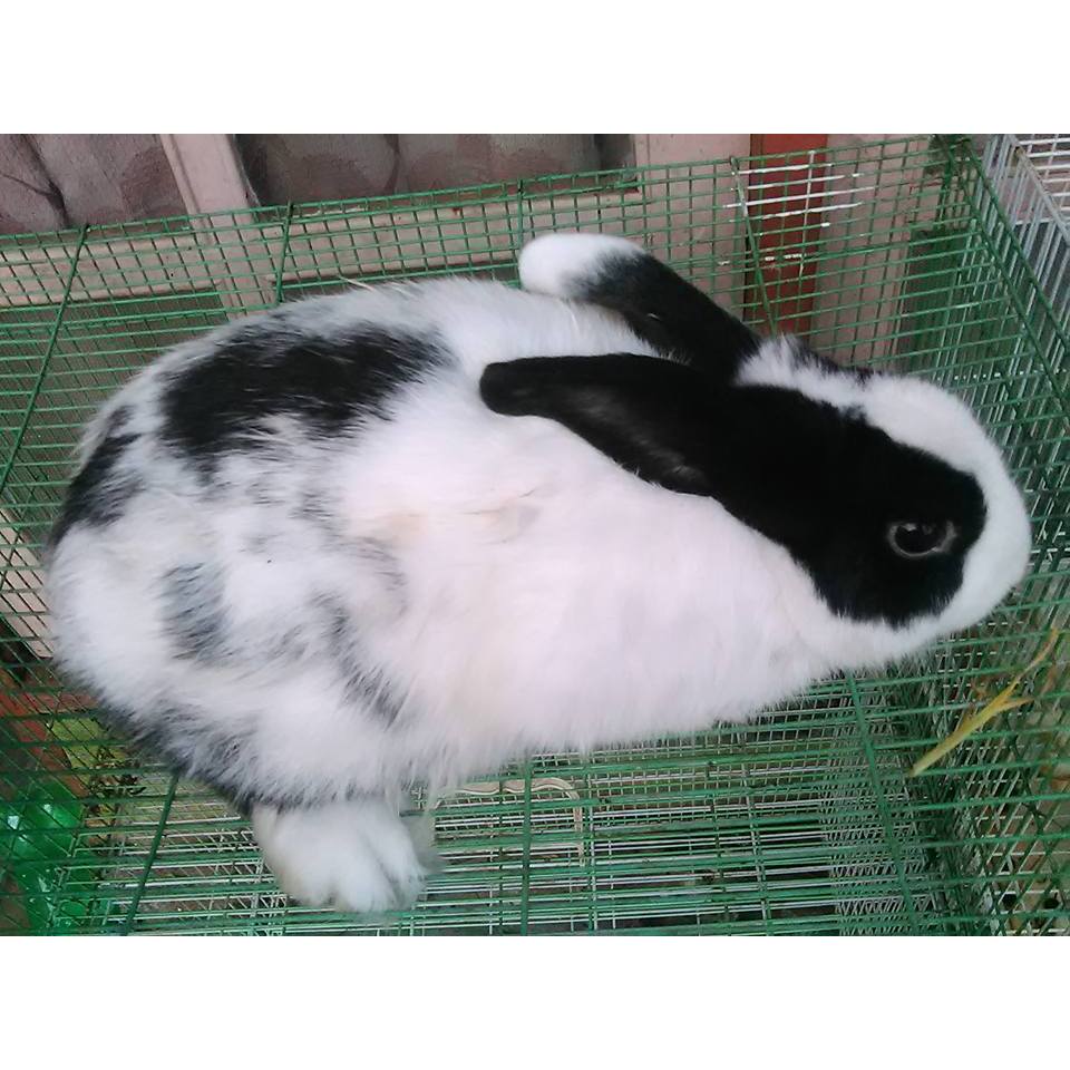 KELINCI INDUKAN LOKAL