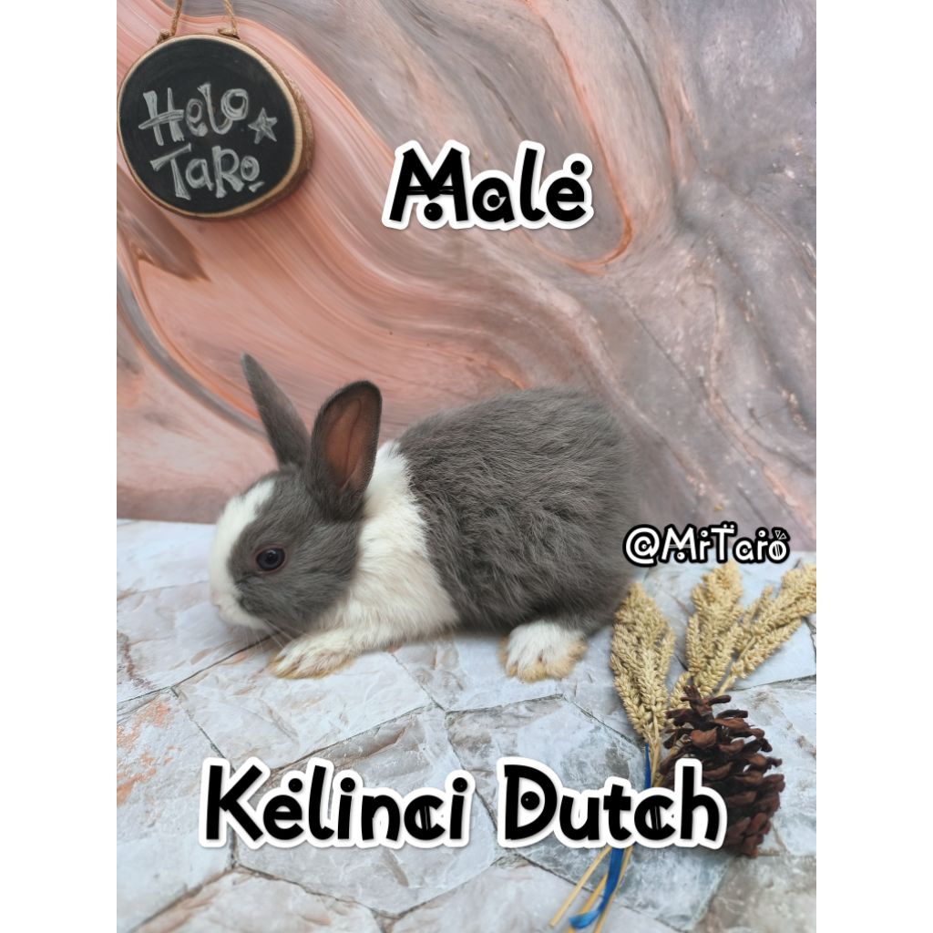 anakan Kelinci Hias DUTCH PALEMBANG ONLY  PRE ORDER