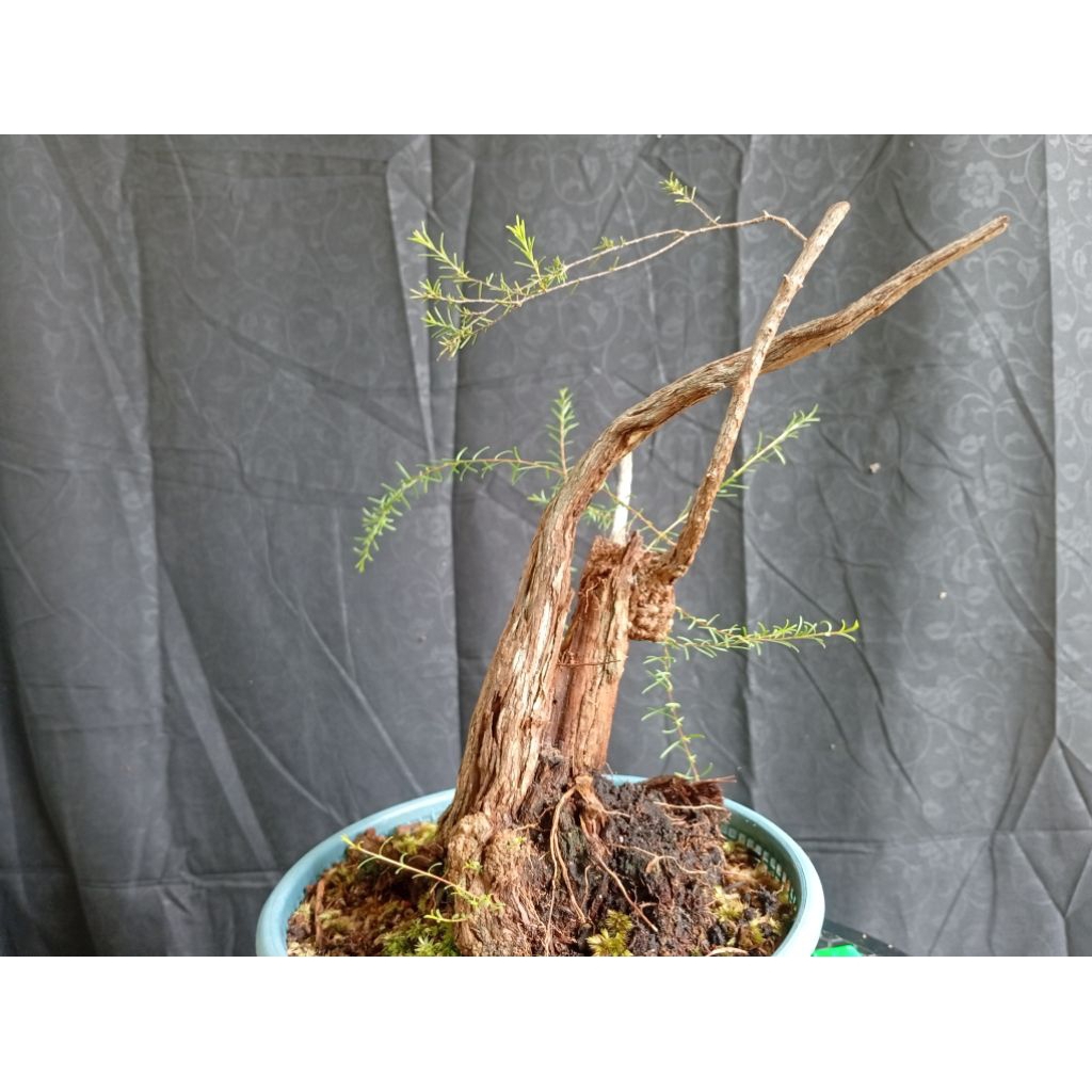 BAHAN BONSAI CUCUR ATAP / SAPU-SAPU