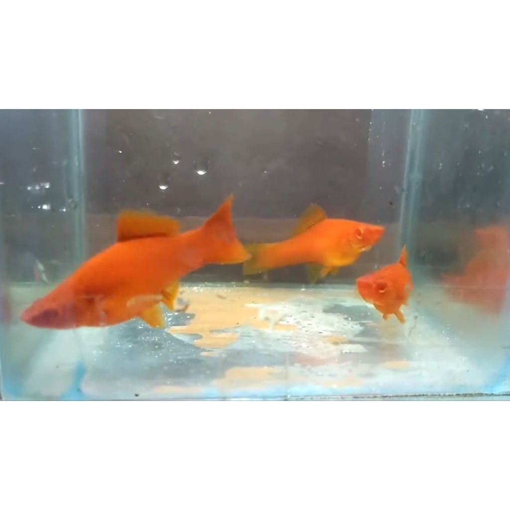 Platy Blood Red