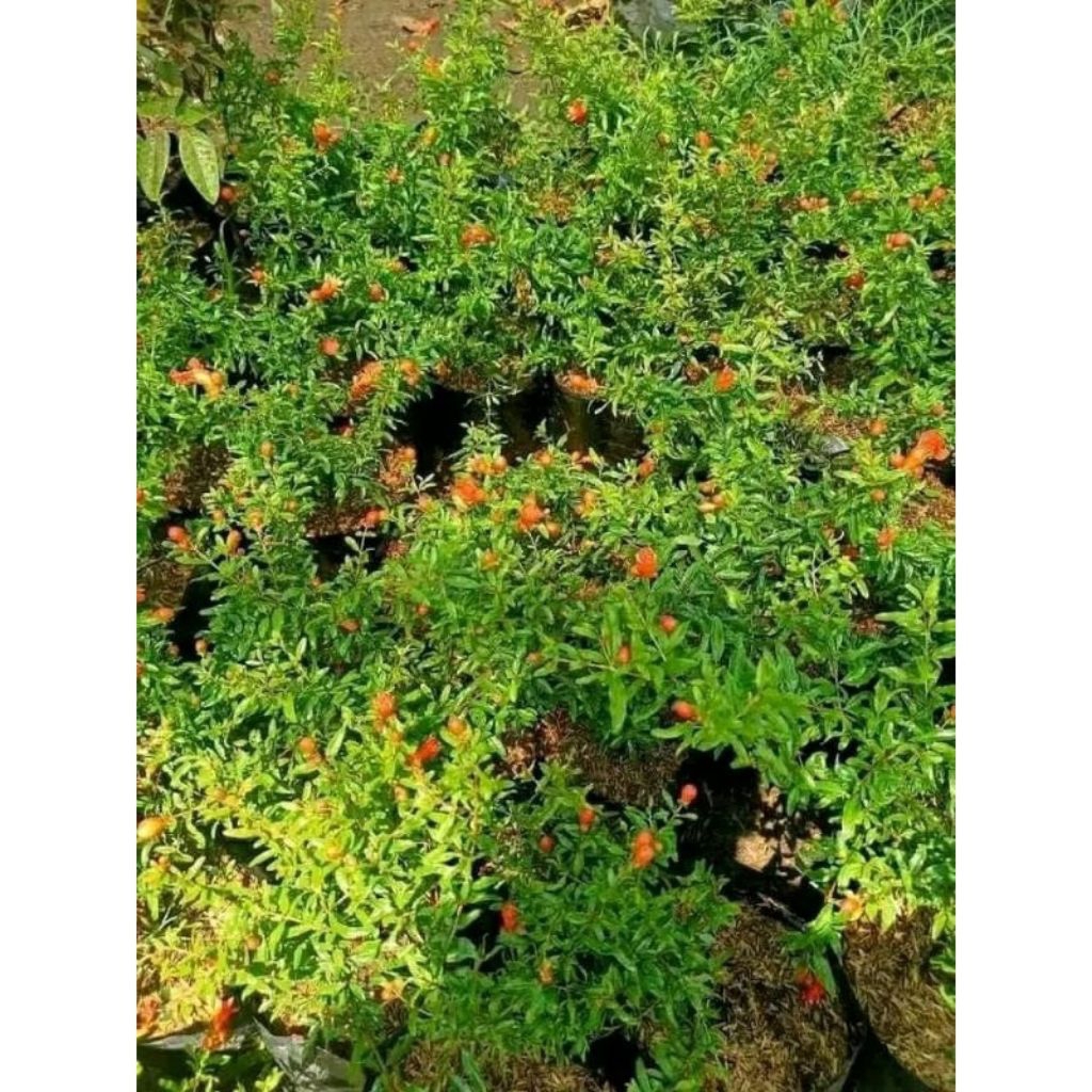 BIBIT DELIMA MERAH JUMBO(KONDISI BERBUAH)