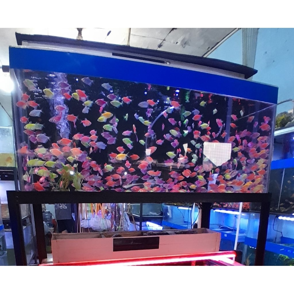 Hiasan akuarium(paket50/80/100ekor)glowfish tetra warna-warni hias air tawar aquascape