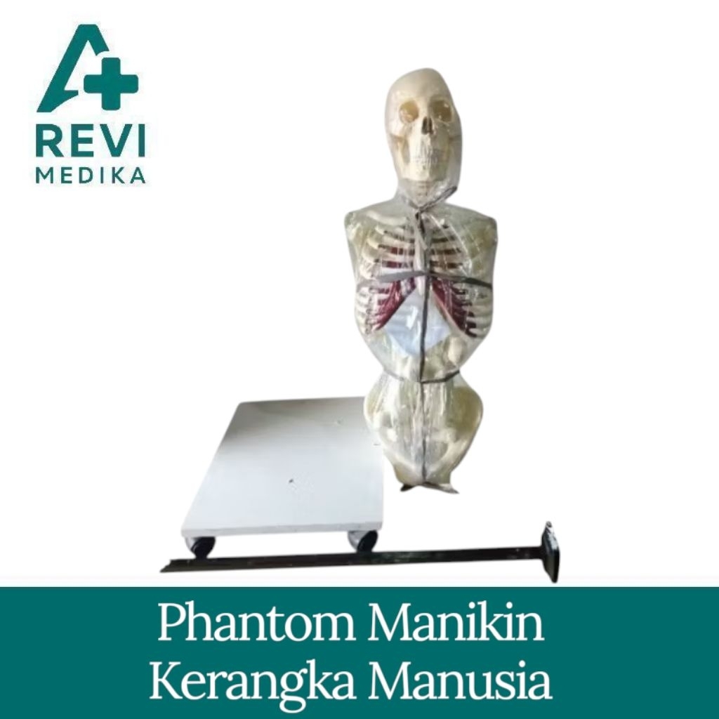 Phantom Manikin kerangka manusia stand / Manekin Tengkorak kerangka manusia