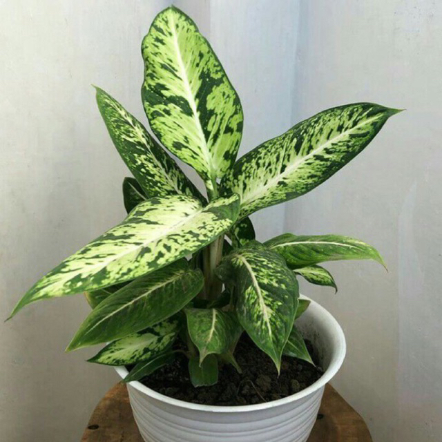 (BISA COD) Tanaman hias aglonema blanceng sparkle / tanaman aglonema - aglonema sparkle