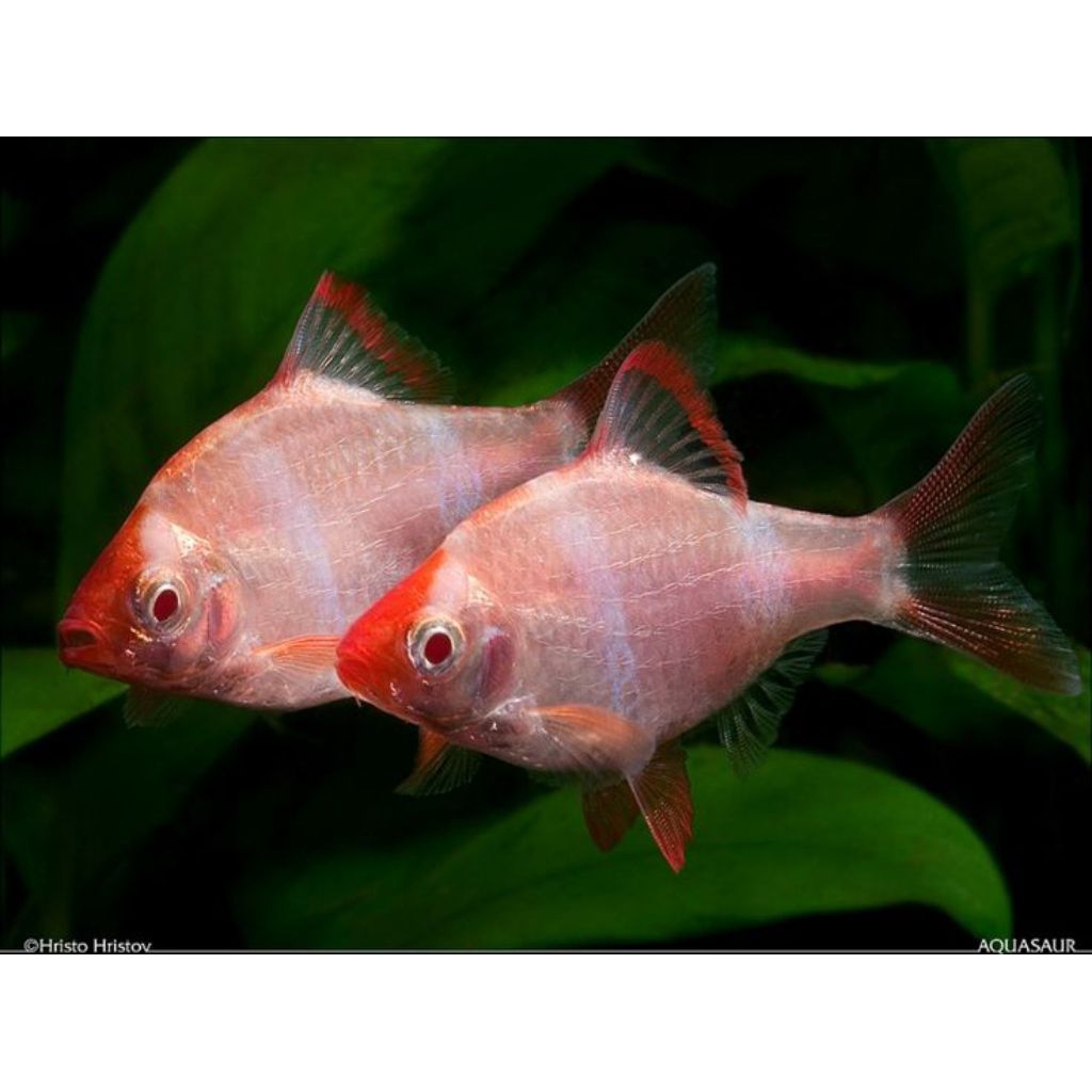 ikan sumatra tiger barb albino