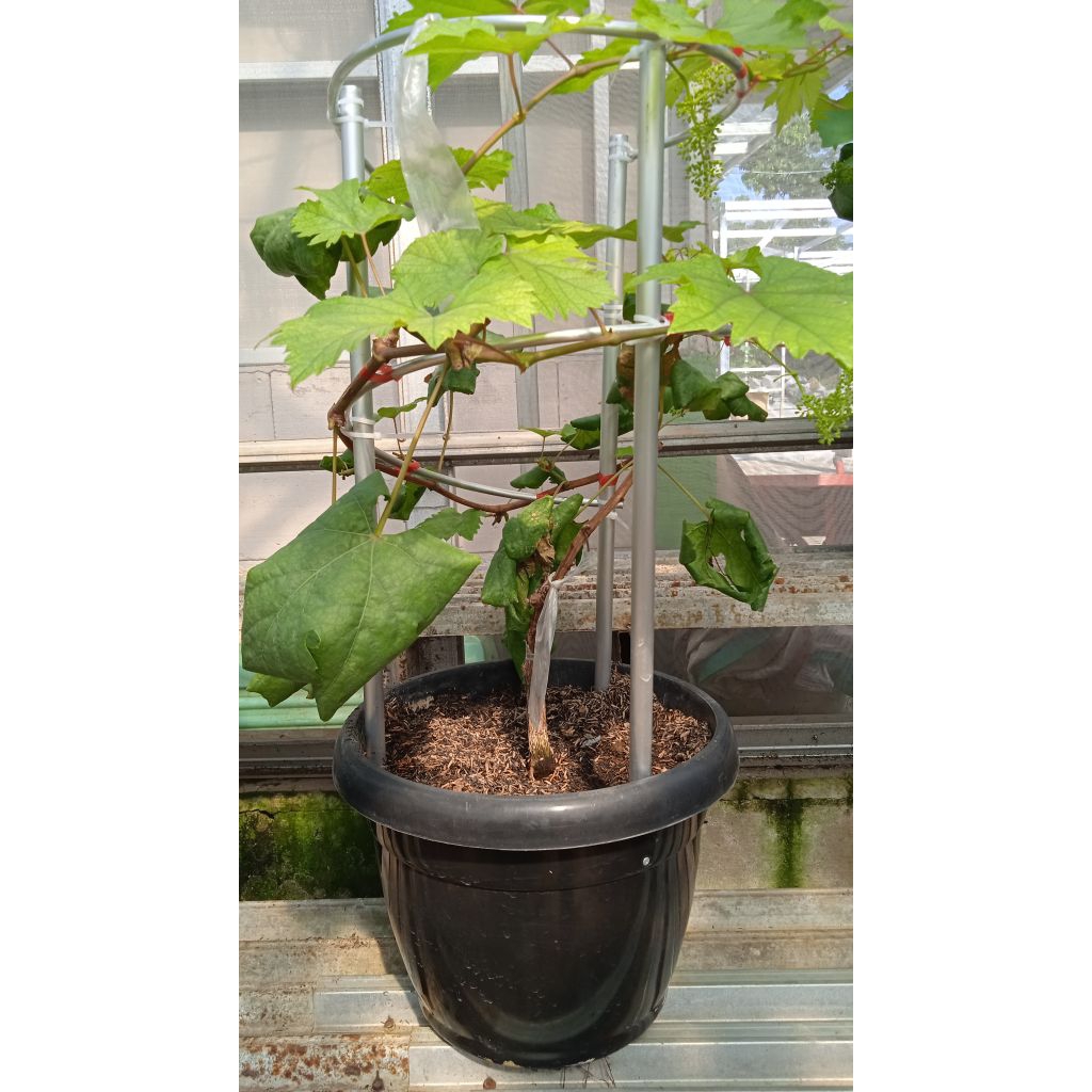 Tabulampot Anggur Transfigurasi