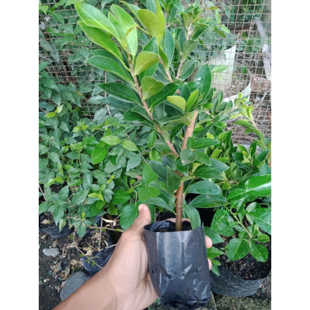 Cangkokan beringin elegant( ficus elegans )