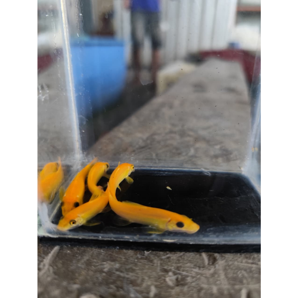 paket 1 isi 3 chinese algae eater/lemon algae eater/CAE/alga eater dekorasi akuarium