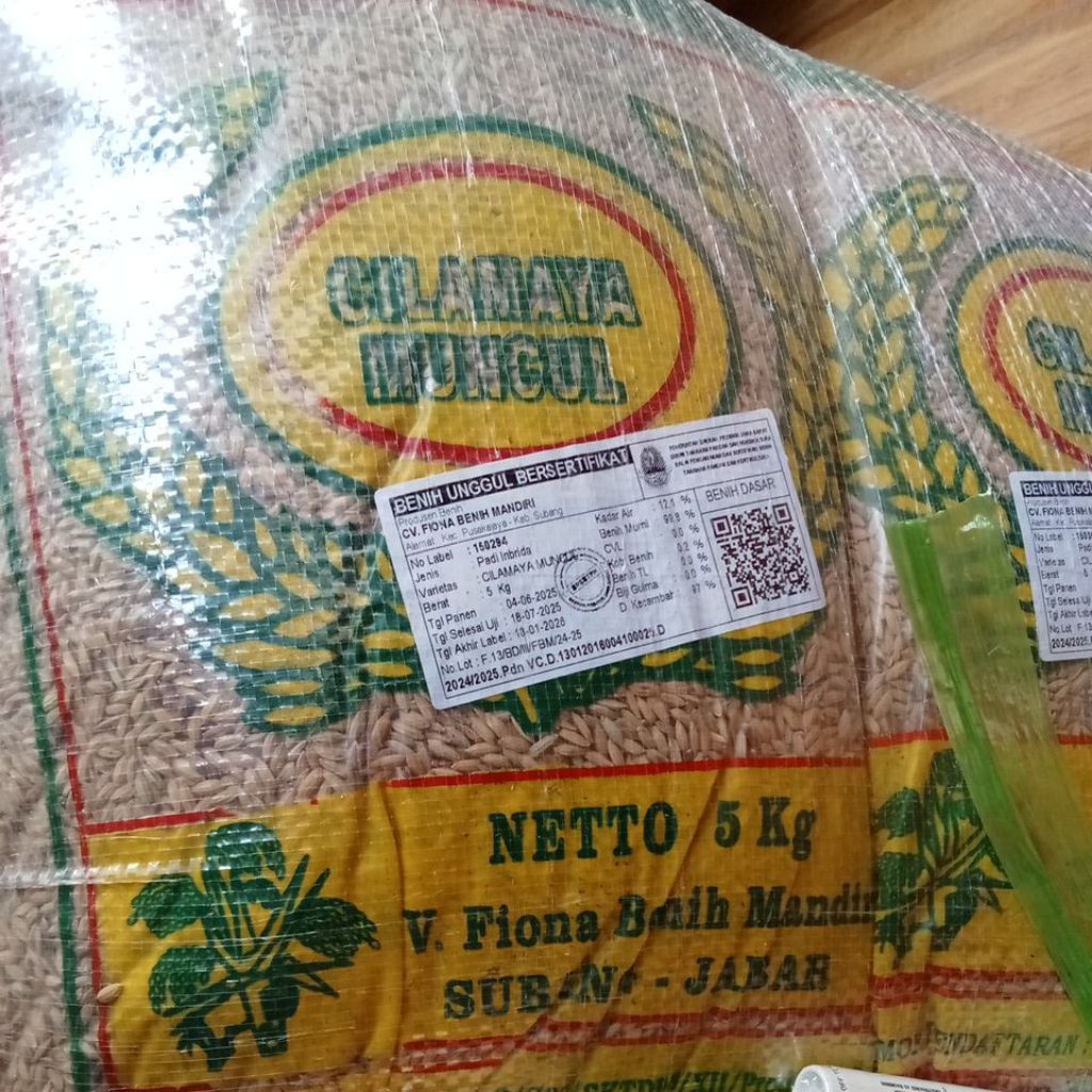 Benih padi Cilamaya muncul