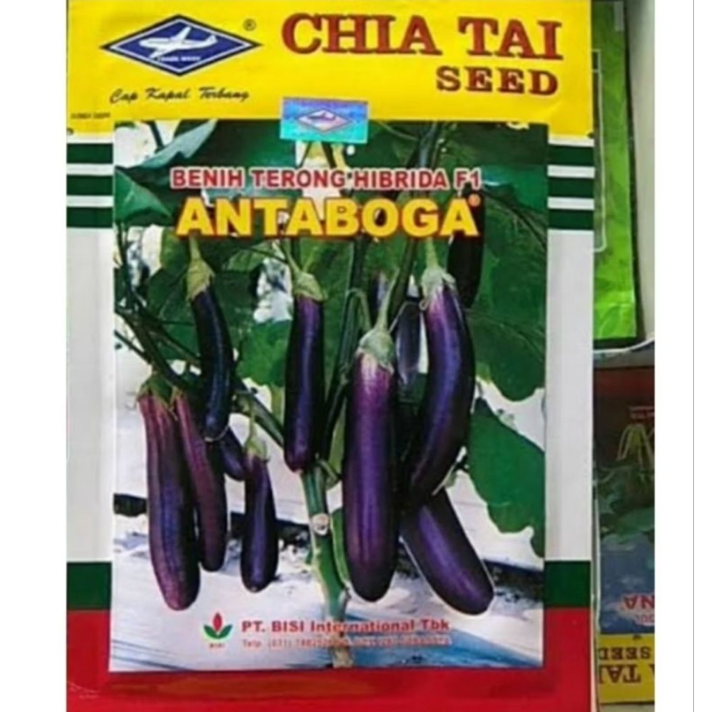 200 BENIH TERONG UNGU ANTABOGA CAP KAPAL TERBANG