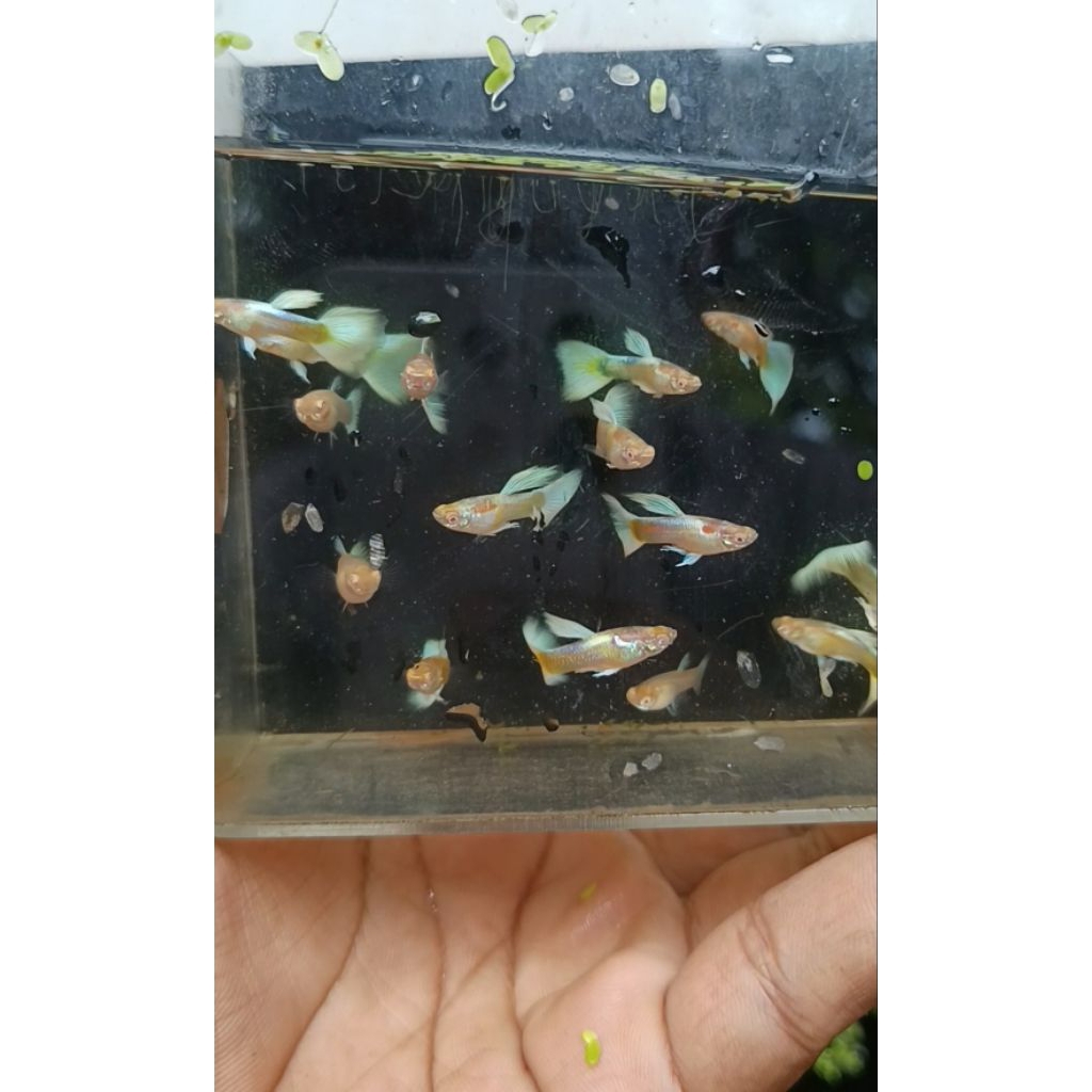 Guppy Albino Full platinum