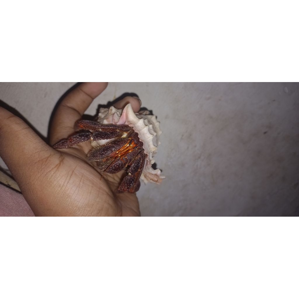 dark perlatus size L