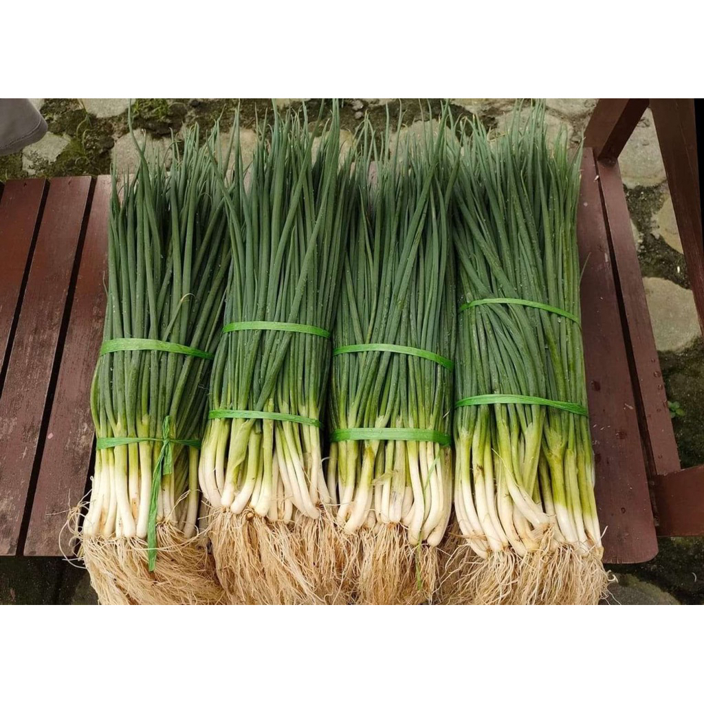 Daun Bawang Prei Kecil