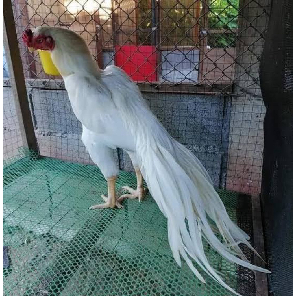 TELUR TETAS AYAM ASEEL ORI INDUKAN IMPORT UNTUK DI TETASKAN