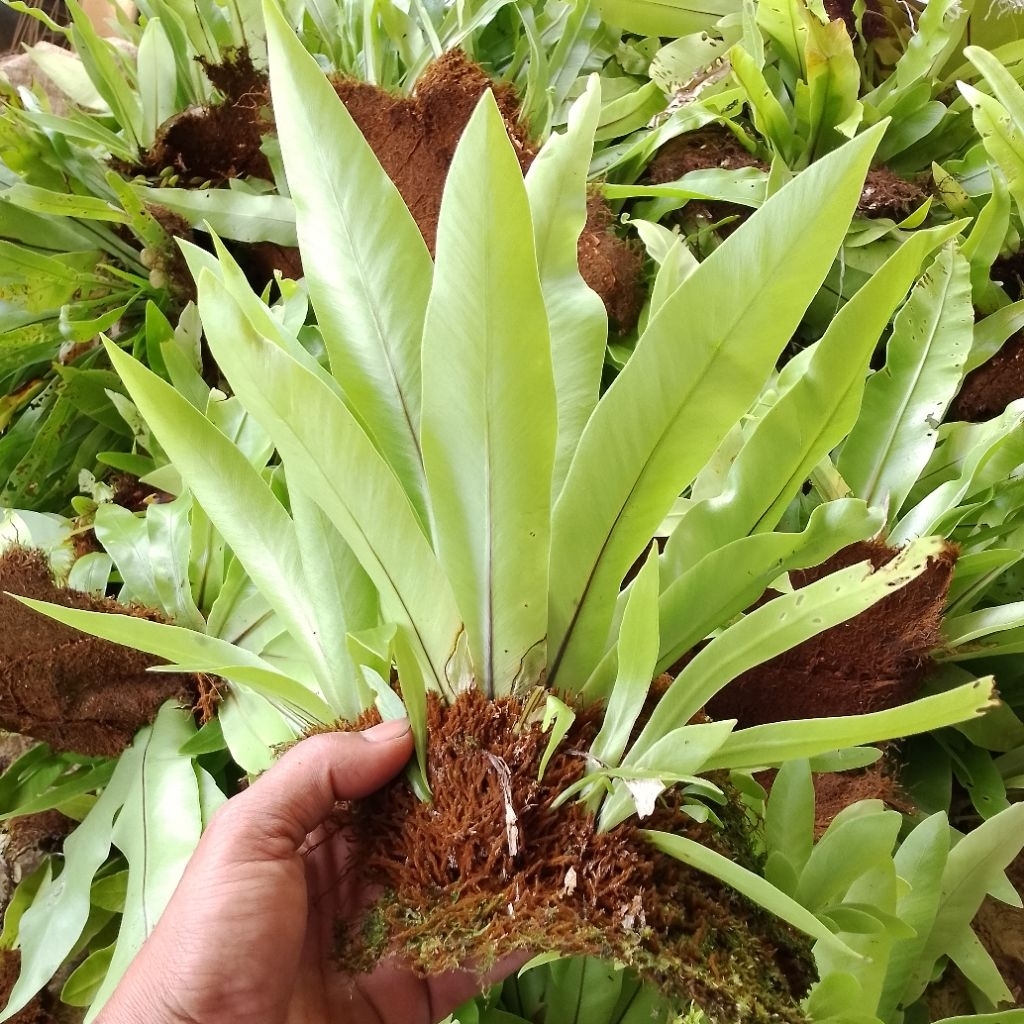 kadaka hias penyejuk ruangan