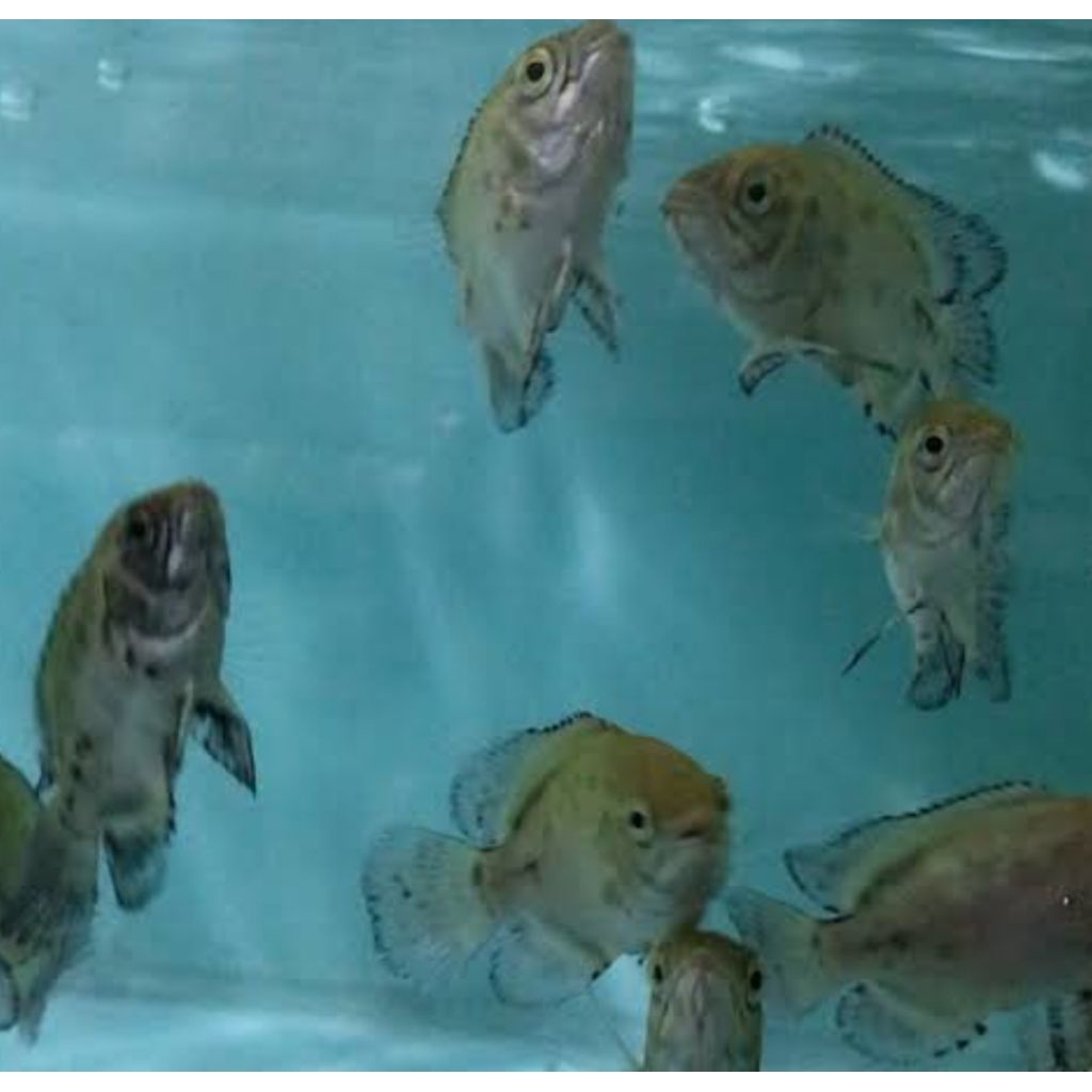 oscar tembaga original colour#termurah#terlaris