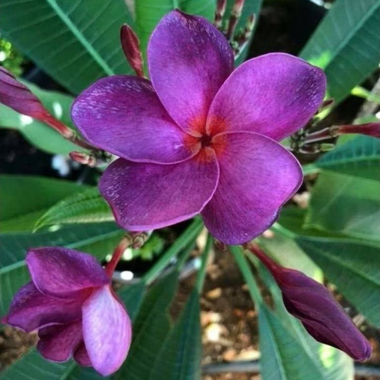 Pohon Kamboja bali bunga ungu (sudah berakar) / Tanaman hias kamboja bali bunga ungu