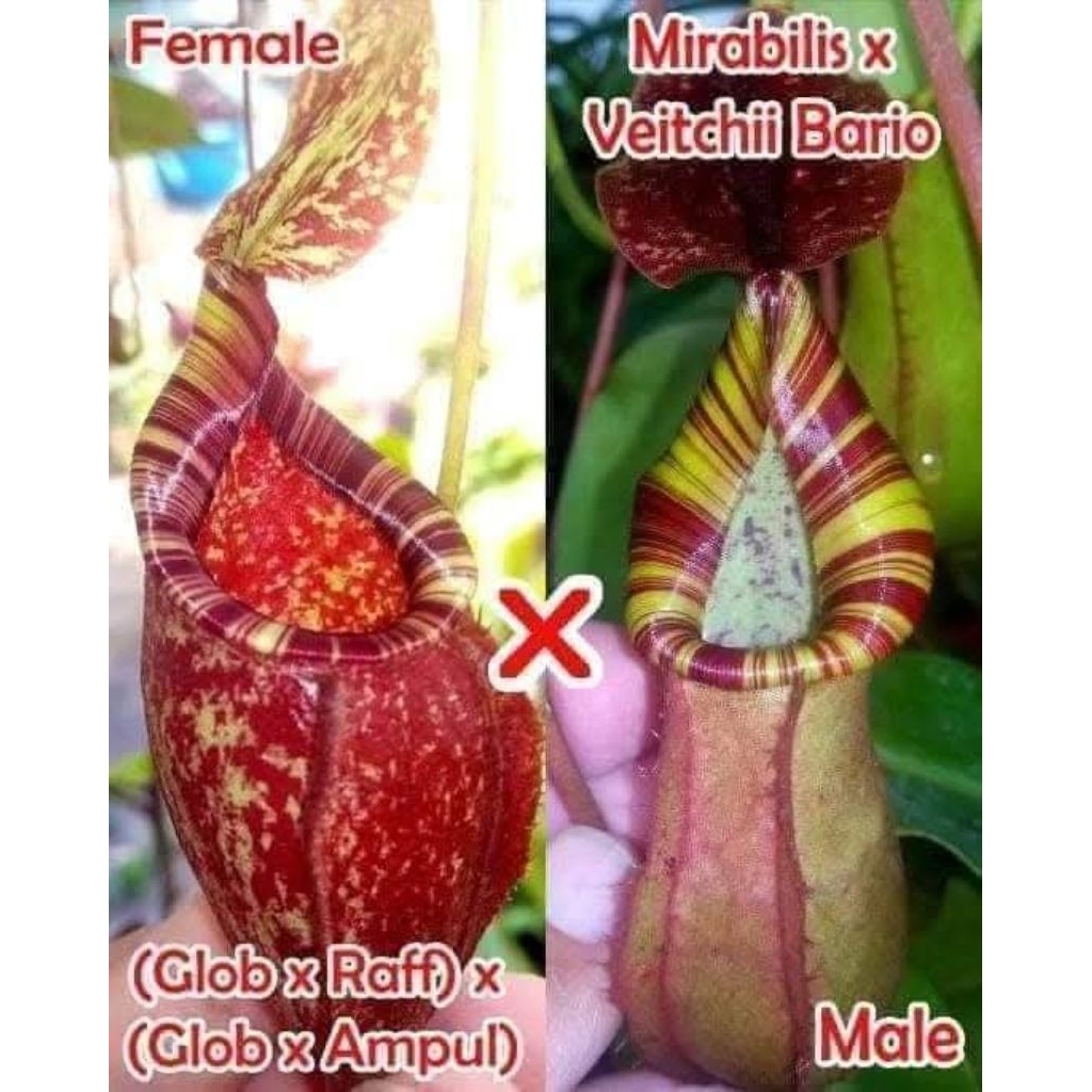 Nepenthes (GR x GA) X (Mirab x Veitchii bario)