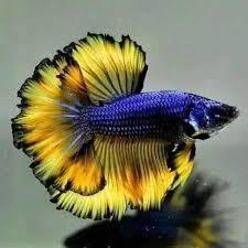 Hiasan Ikan Aquarium Halfmoon Warna Warni 4500 +Bonus Sticker Ikan keren
