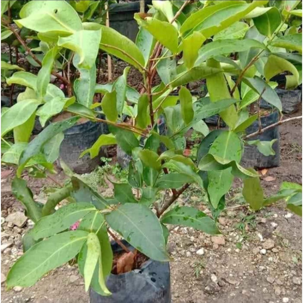 BIBIT JAMBU GREEN GIANT CANGKOK