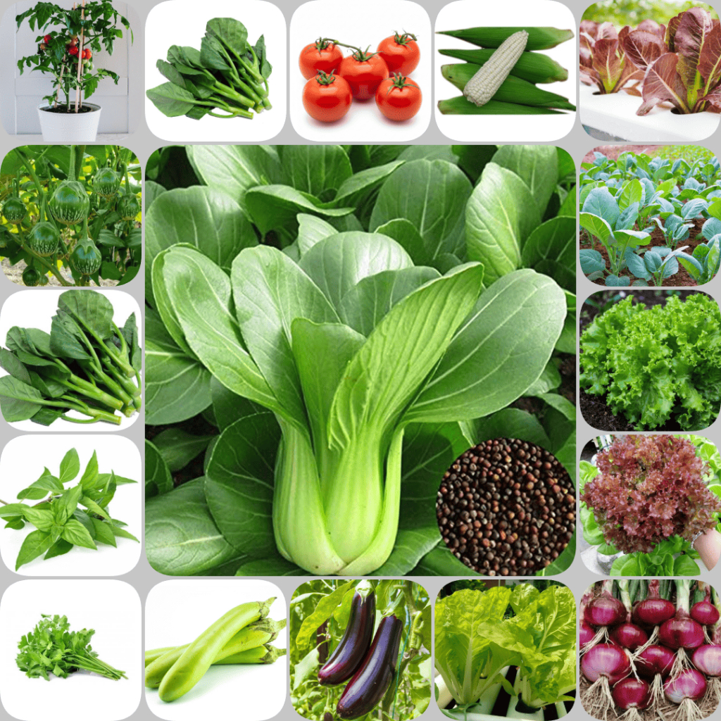Paket 30 Jenis Benih Sayuran Unggul Isi Lengkap Cocok untuk Kebun Rumah & Pekerangan Variasi Sayuran