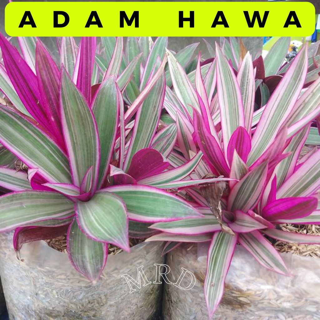 Tanaman Hias Adam Hawa Pohon Taman Teras Rumah