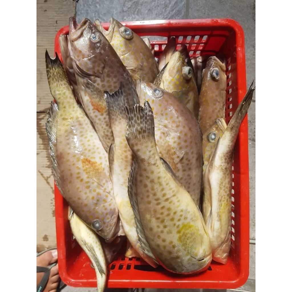 ikan kerapu susu Ikan Kerapu Segar Seafood hasil laut