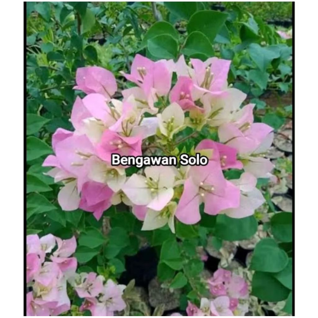 PROMO MURAH Bougenville Bengawan Solo Ori F1 IMPORT