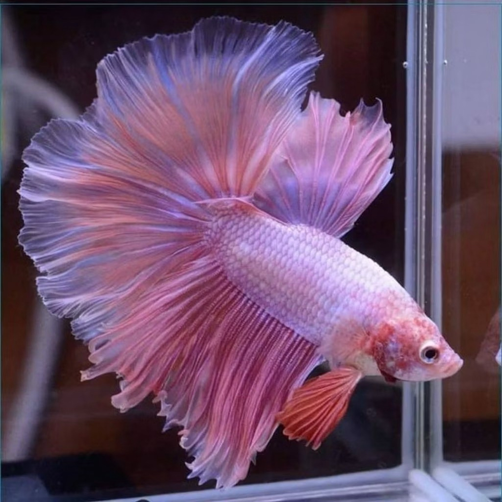(PROMO) Hiasan Dekorasi Aesthetic Male bhan usia 3 bulan Cupang Halfmoon Pinky Pink Aurora Rosetail 