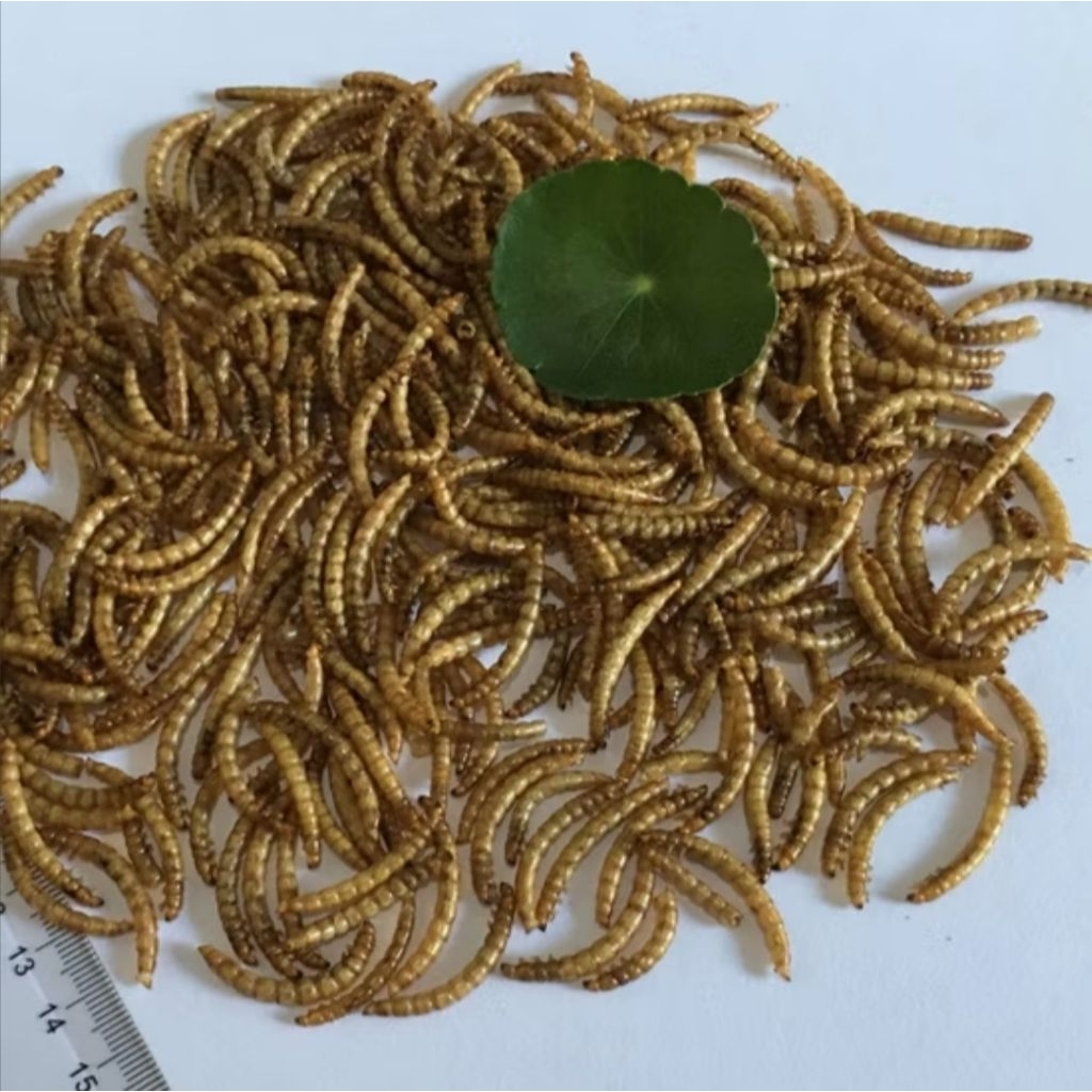 Ulat Hongkong kering 1kg