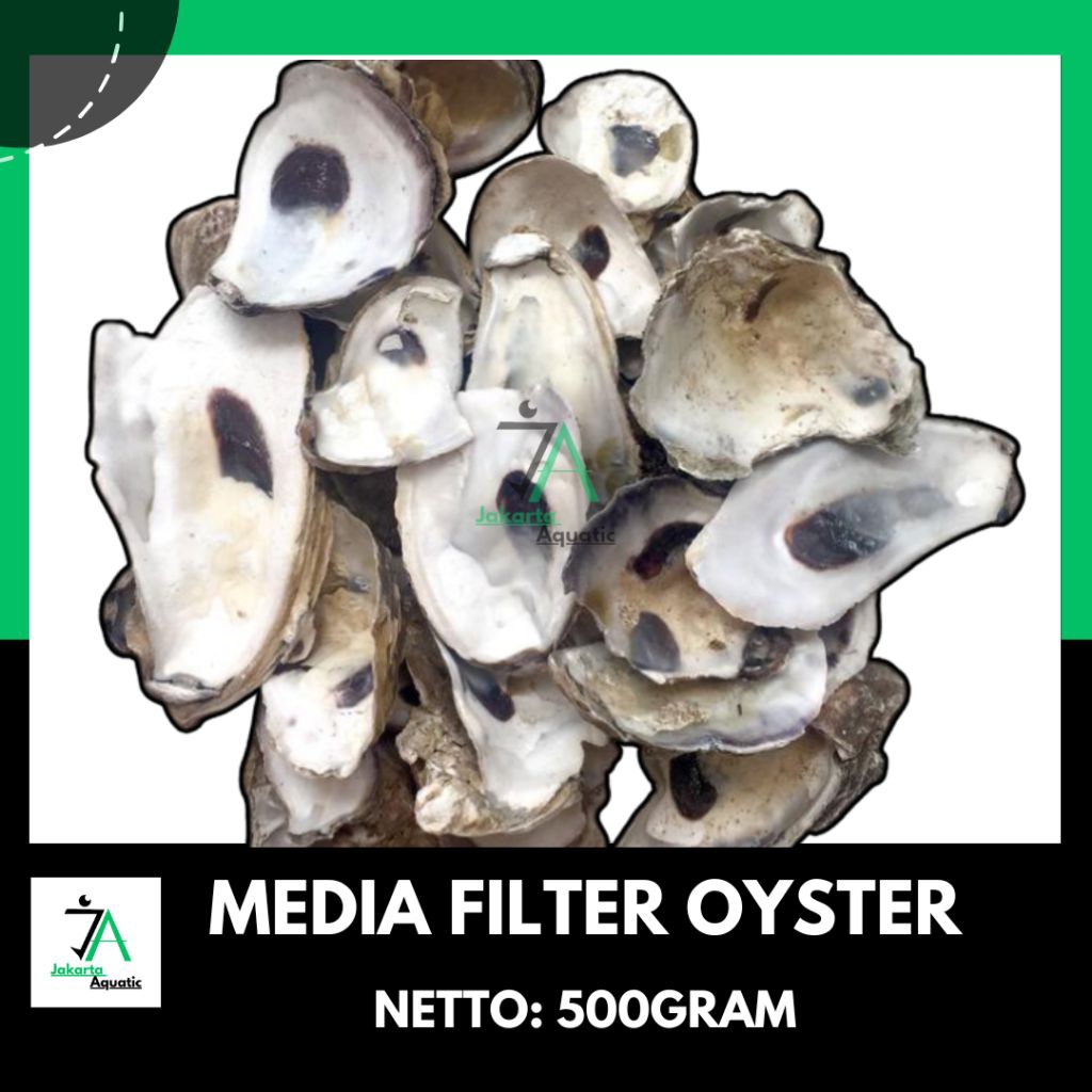 Oyster 500 gram / oyster / kerang oyster / cangkangoyster / media filter / media filter koi / media 
