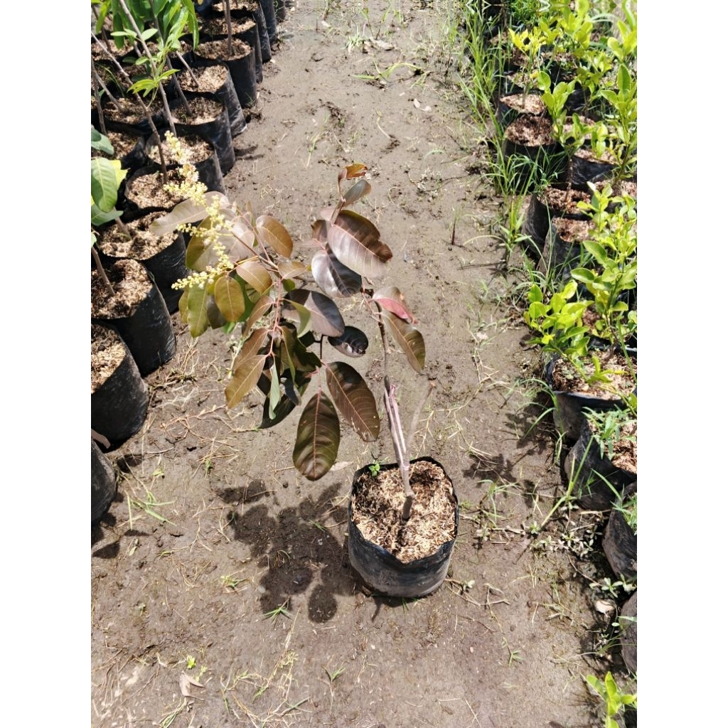 bibit kelengkeng merah hasil cangkok