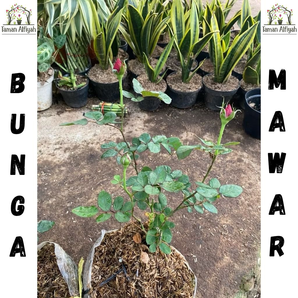 Tanaman Hias Bunga Mawar Segar Bibit Tanaman Hias Mawar Asli Bunga Mix