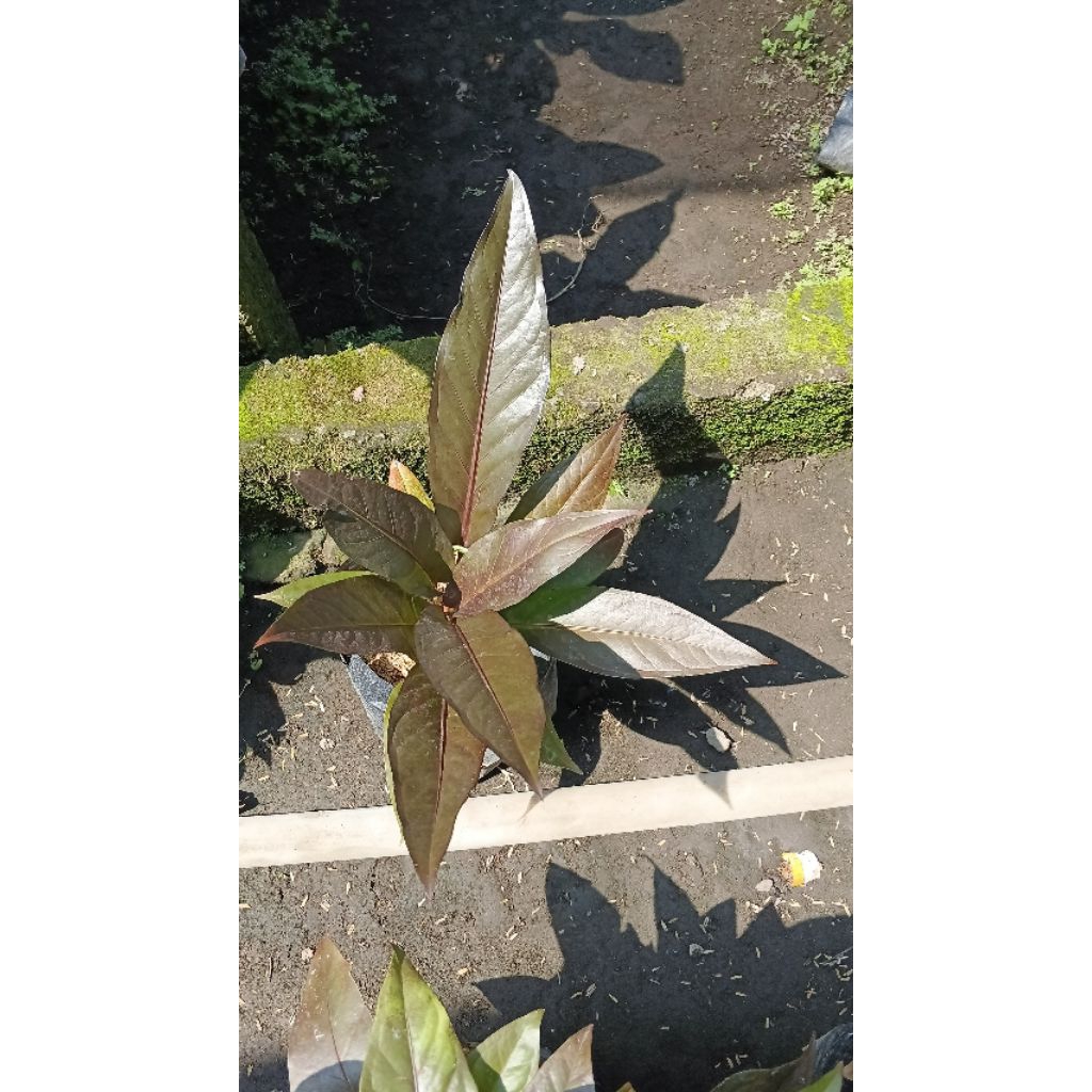 anturium hokery black keris maroon