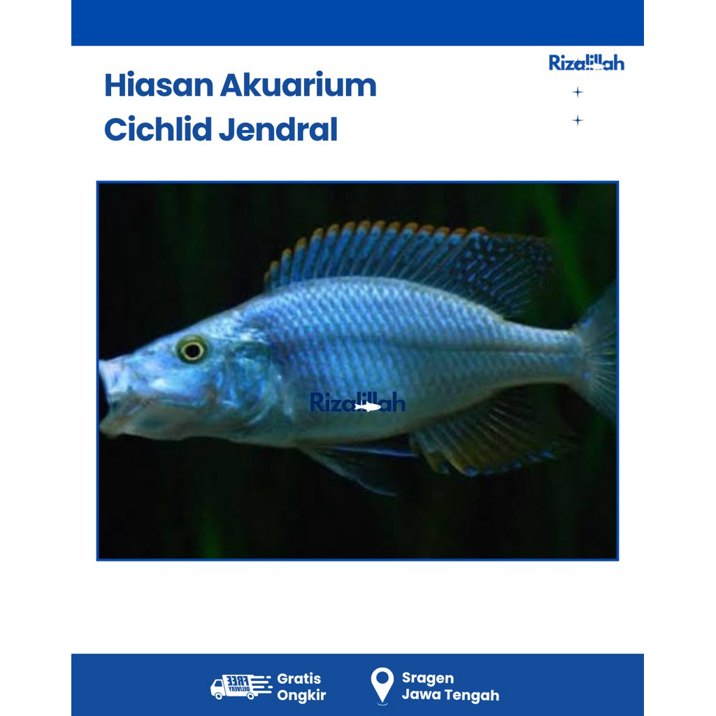 BERGARANSI Cichlid Jendral