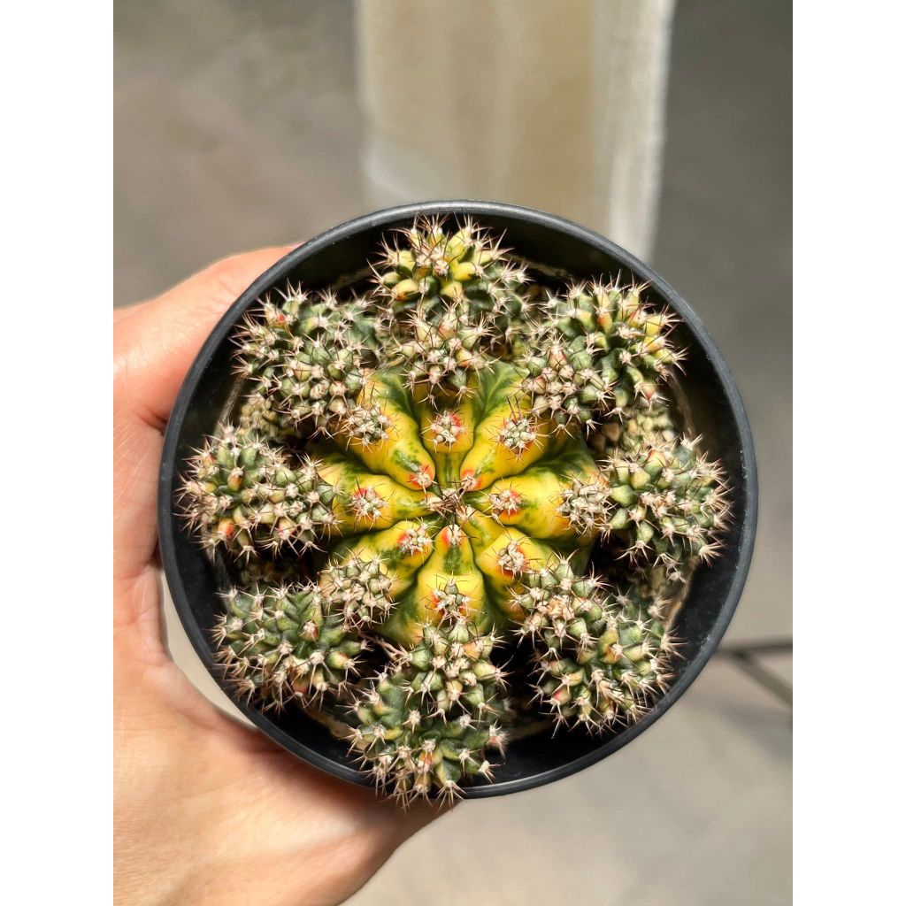 ( 5 Biji ) Benih Biji Kaktus Gymno HIMAWARI Cactus