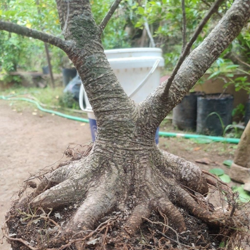 kimeng bogelan mantap