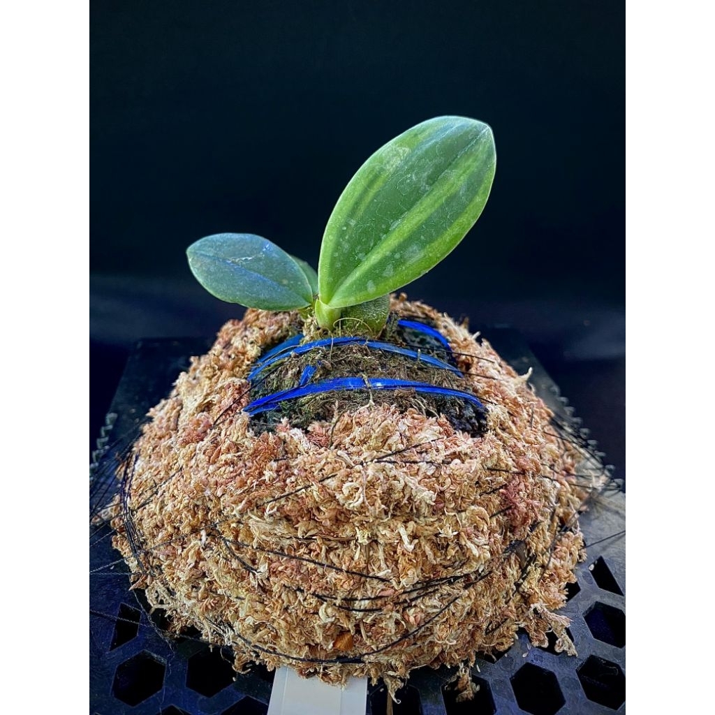 Anggrek Bulbophyllum Phalaenopsis Var