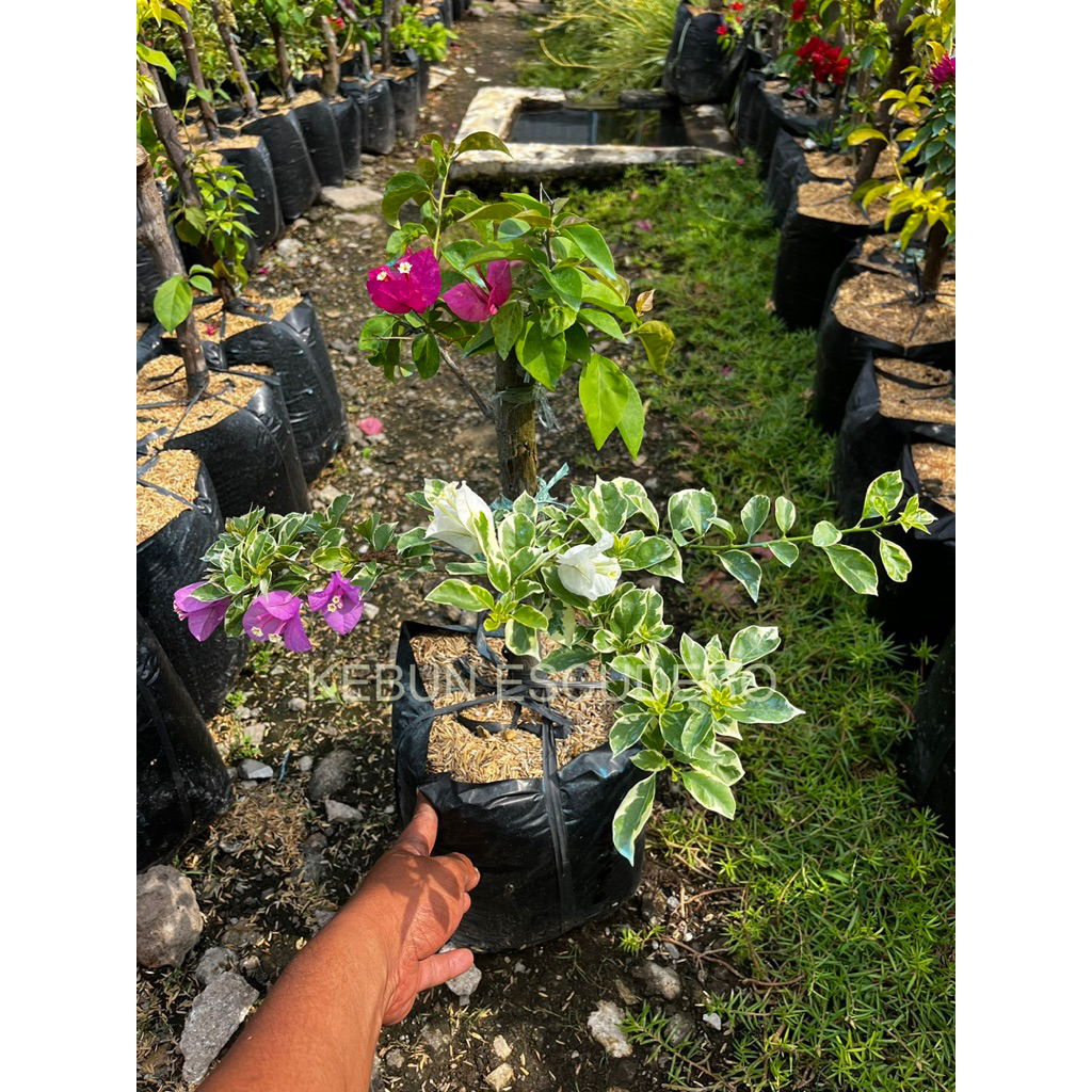 Bugenvil 3 Warna Corak Mewah - Tanaman Hias Bougenville 3 Warna Rimbun - Tanaman Hias Bugenvil 3 War