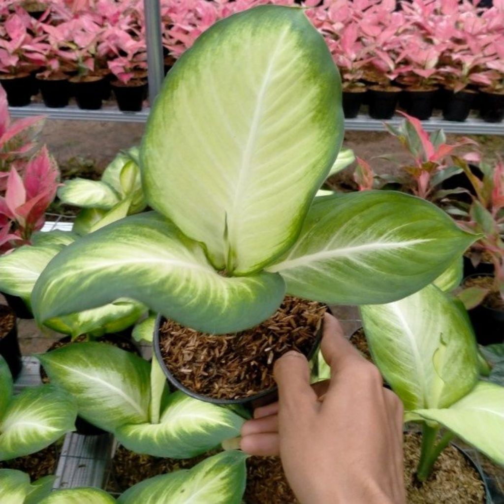(BISACOD) Tanaman Aglonema Diven Tisu /Tanaman Hias Diven Tisu Cantik