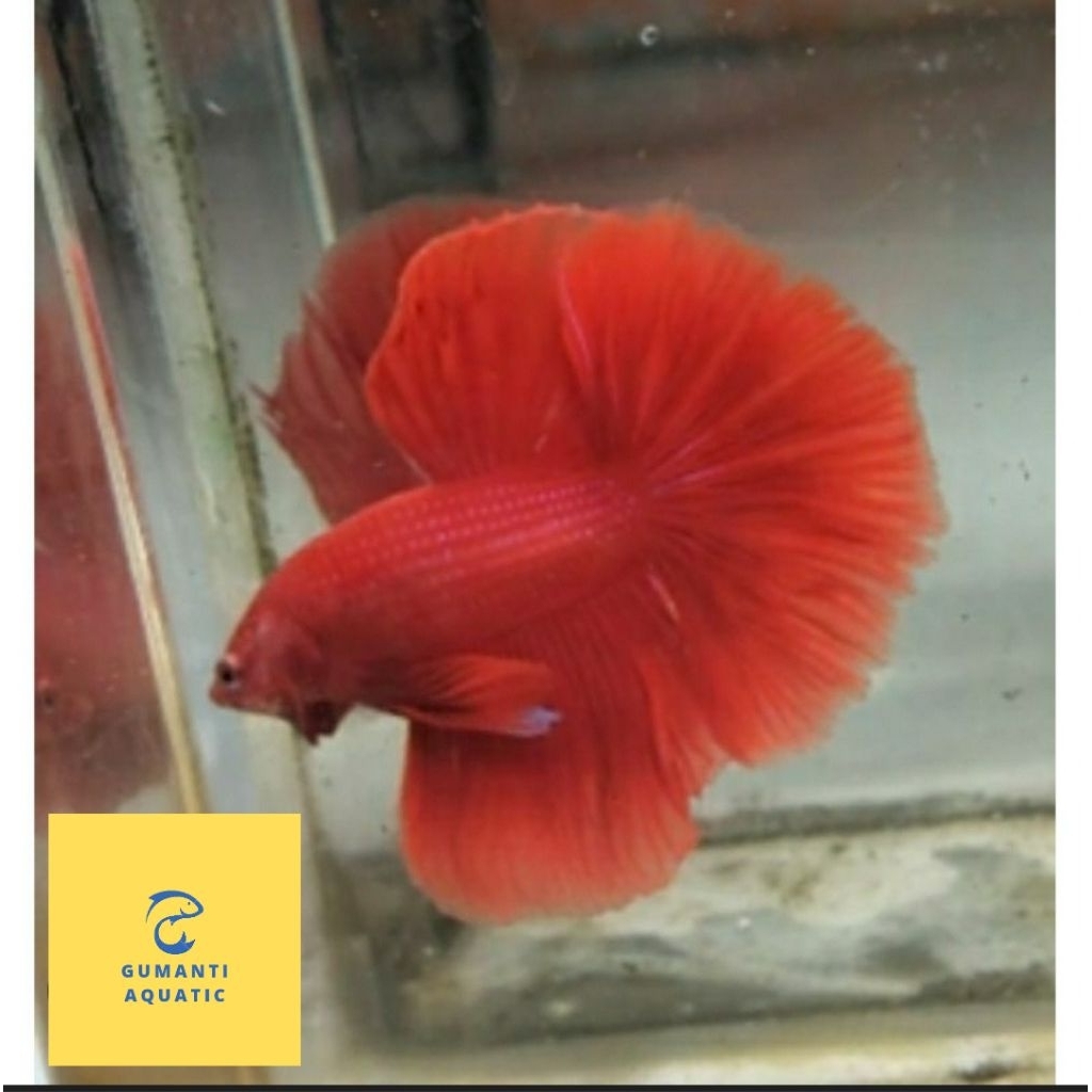 hiasan akuarium cupang super red size L