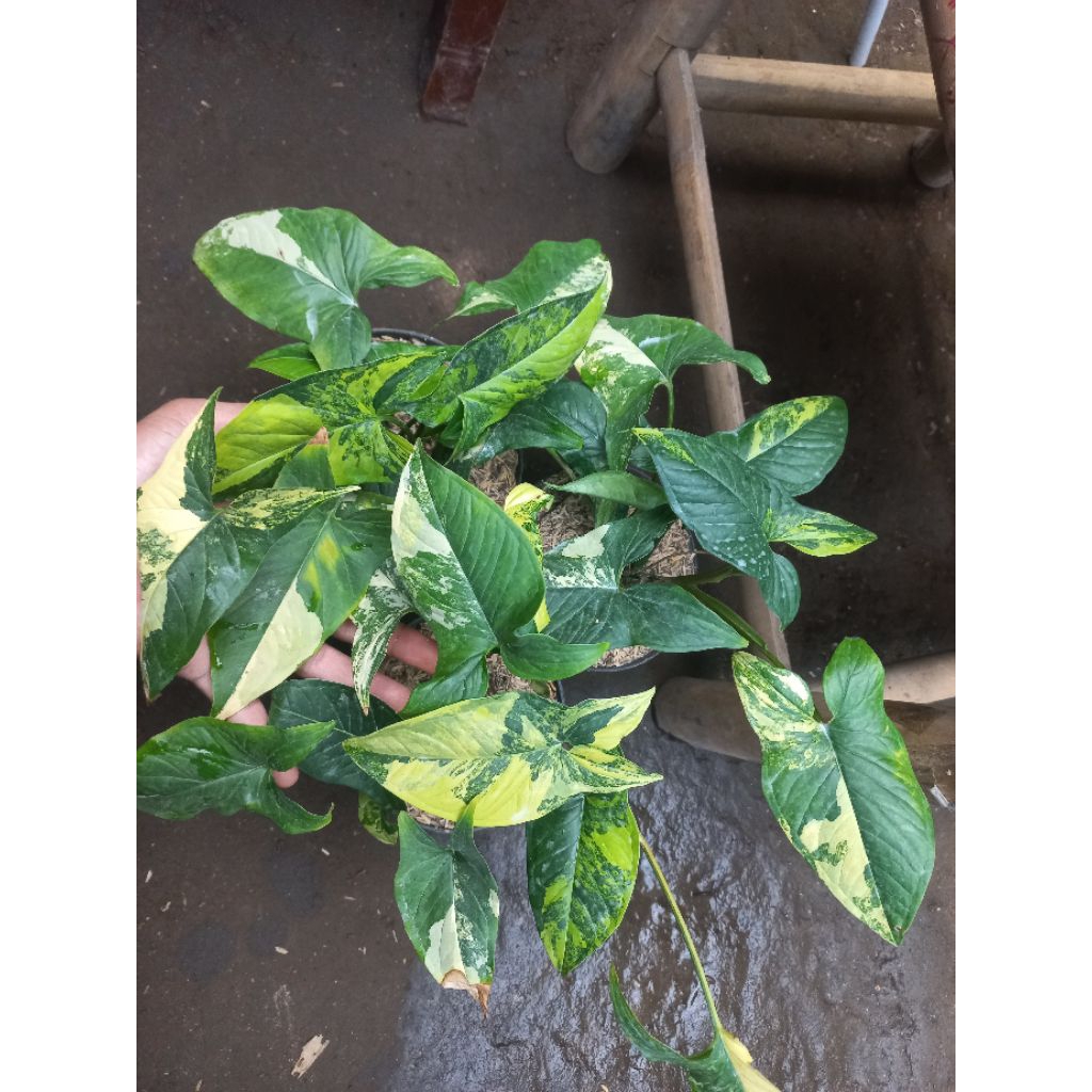 Tanaman hias syngonium aurea yellow / syngonium yellow