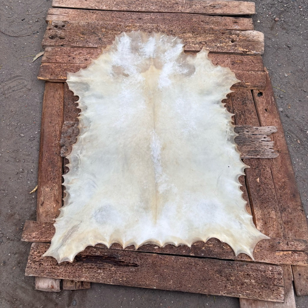 Kulit Kambing Kapur lembaran