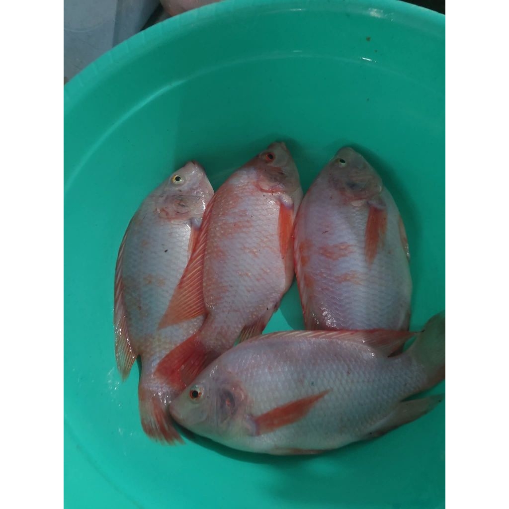 Ikan Nila Merah Hidup Fresh 1KG
