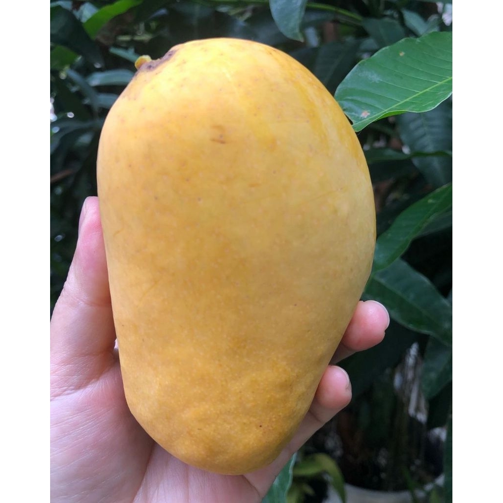 Bibit Mangga Chokanan 1,3 Meter Batang Besar Full Media