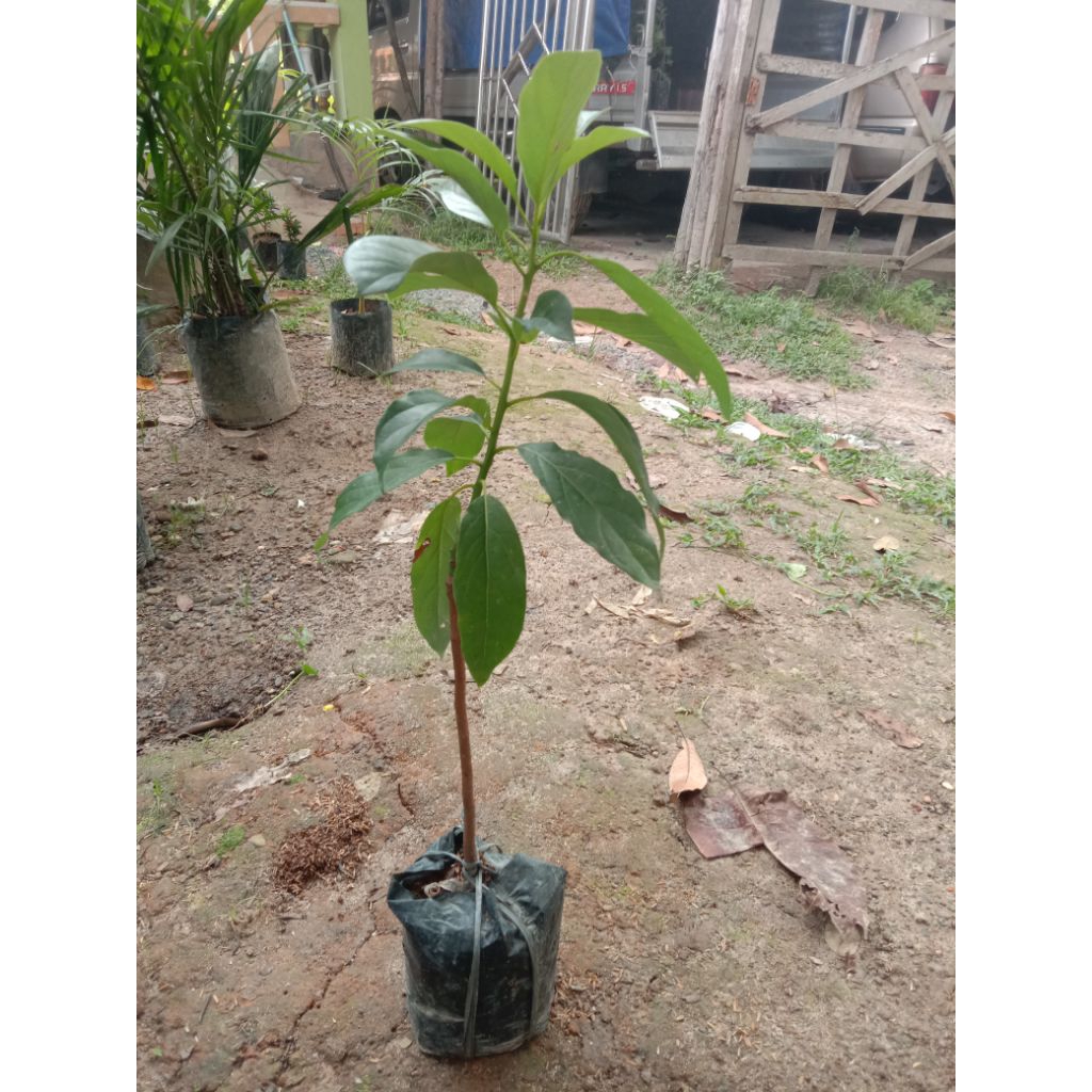 bibit buah Alpukat aligator