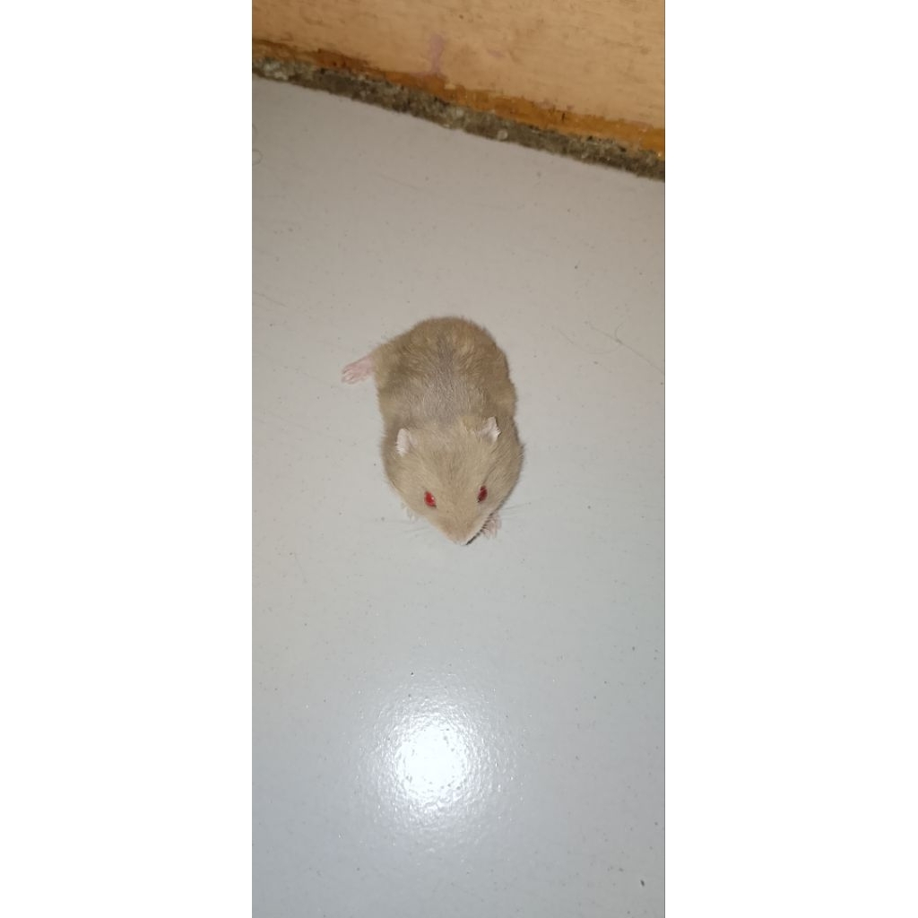 hamster winter white Argente