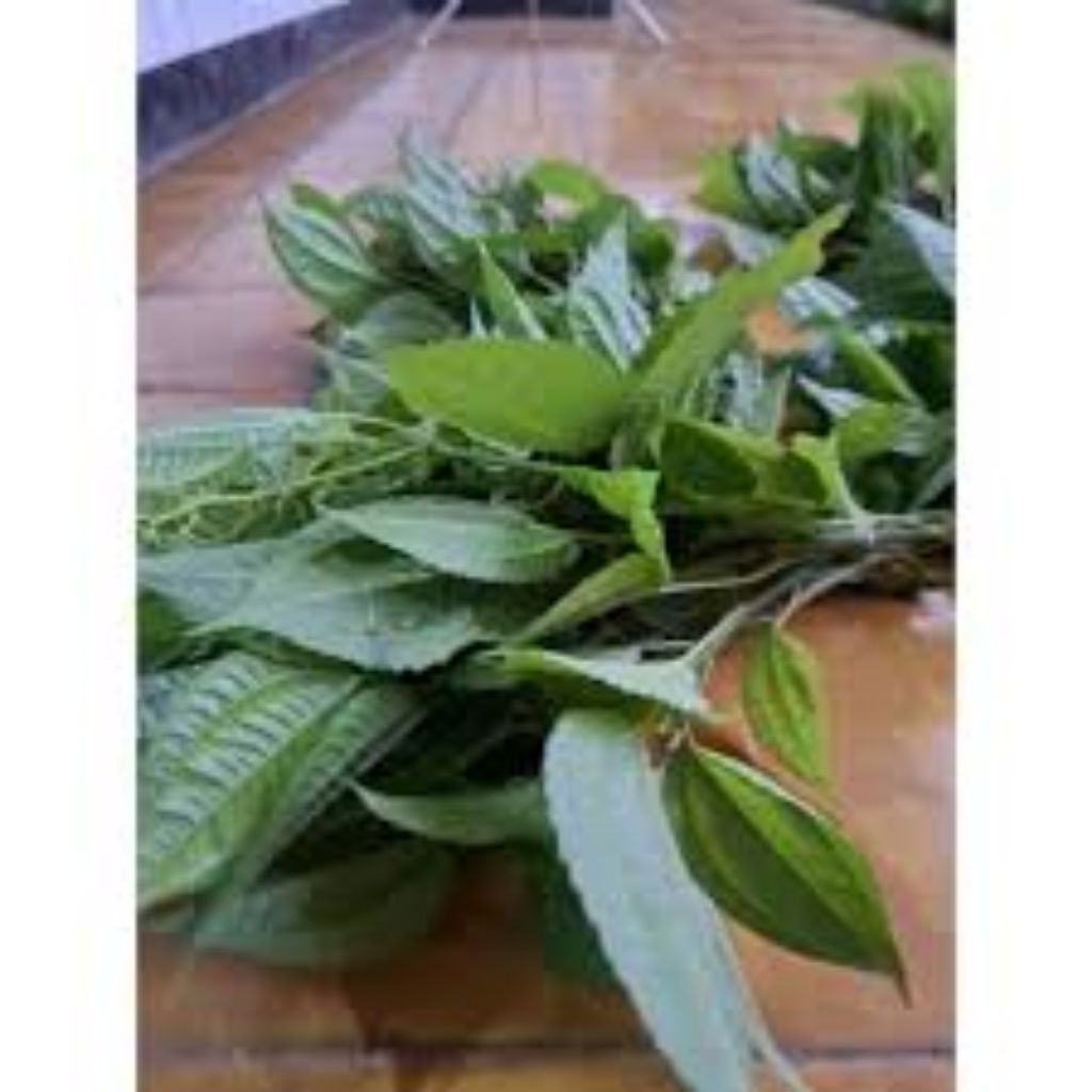 DAUN POHPOHAN/lalapan pohpohan segar 500 gram