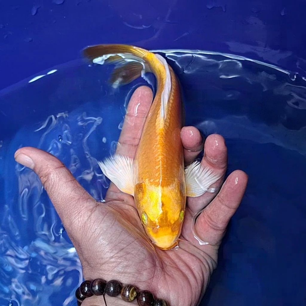 Ikan Koi Blitar Jenis Kumpay Slayer / Rumah Koi Jakarta / kode 007